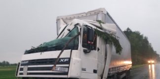 В Беларуси на трассе М6 из-за сильного ветра дерево упало на движущуюся фуру