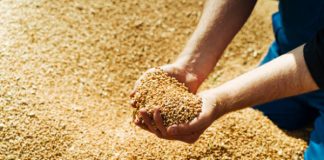 Литва заявляет о возможности вывоза украинского зерна через Беларусь